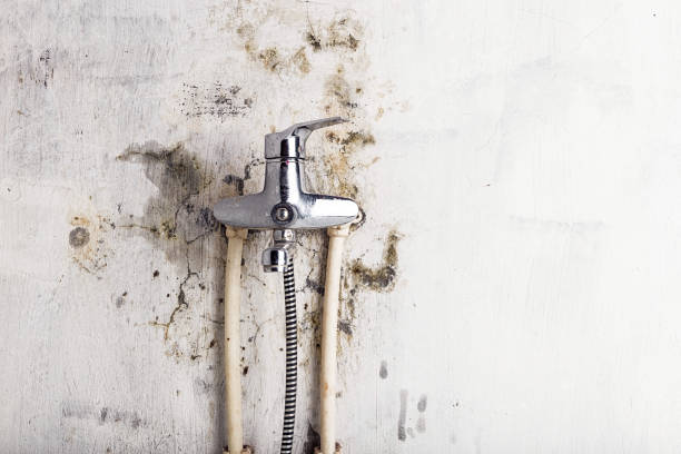 Best Certified Mold Removal  in Lewiston, UT