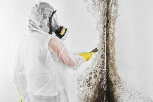 Best Local Mold Removal Service  in Lewiston, UT