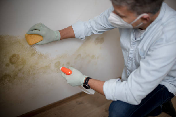Best Mold Remediation  in Lewiston, UT