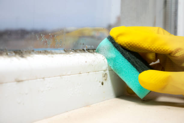Best Crawl Space Mold Removal  in Lewiston, UT