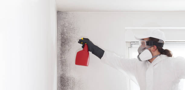 Best Black Mold Removal  in Lewiston, UT