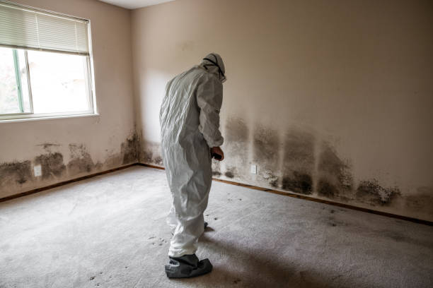 Best Office Mold Removal Services  in Lewiston, UT