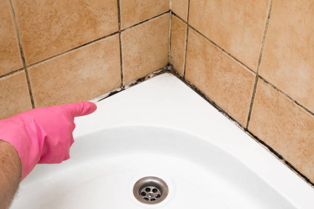 Best Residential Mold Removal  in Lewiston, UT